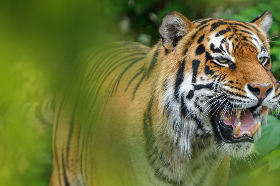 Doppelte Raubkatzen-Attacke: Tiger zerfleischt ein Kind und dann dessen Großvater