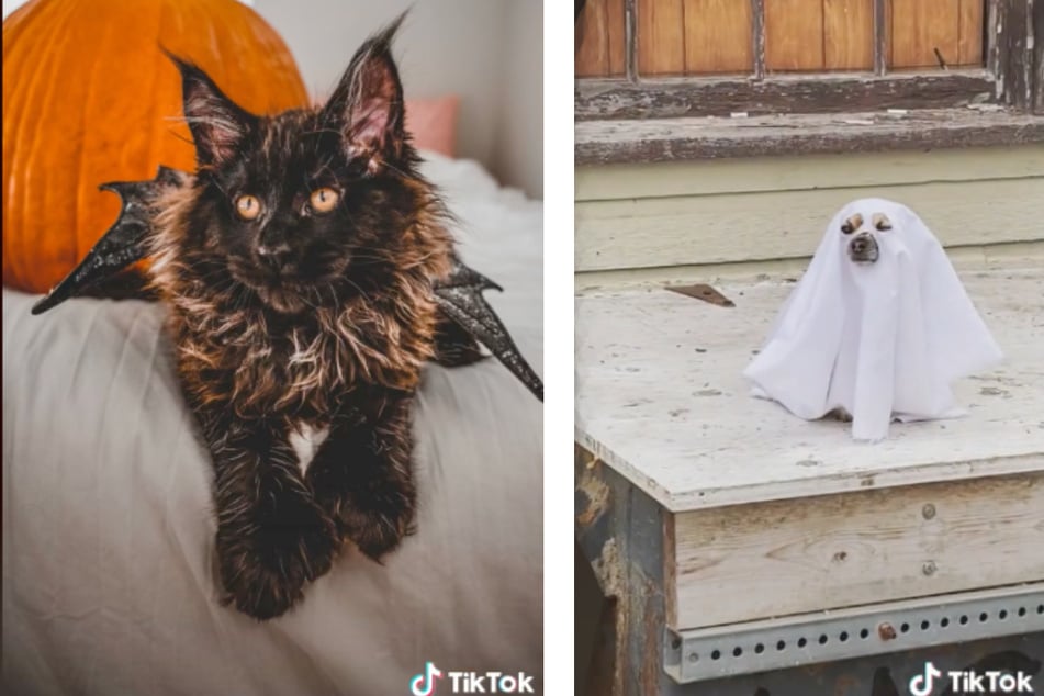 A cat dressed as a beautiful black bat (l) and a little ghost dog (r) have brought a smile to millions on TikTok.