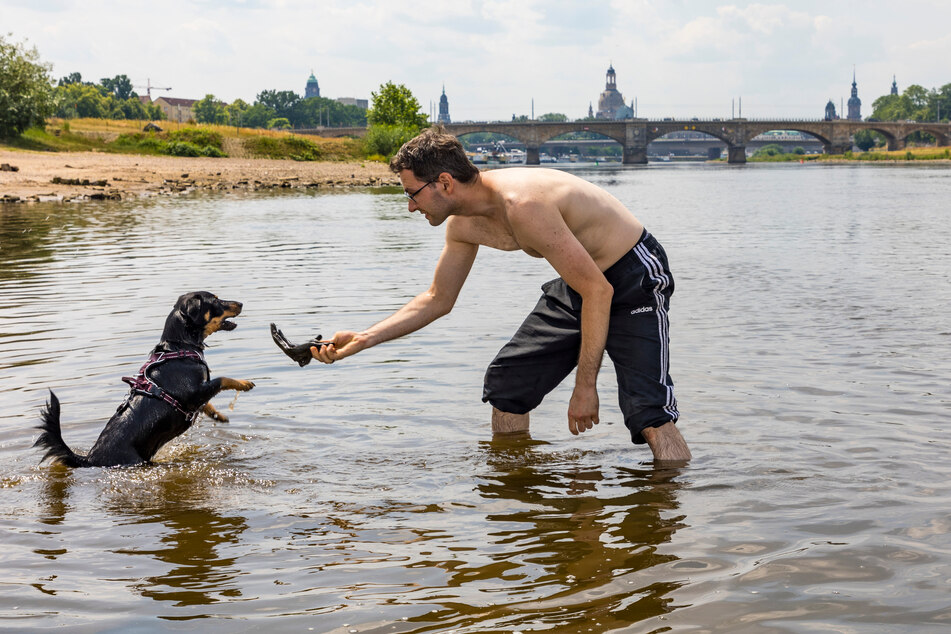 Sergej Nickel (40) floh mit Hund Rocky (1) vor der Hitze in die Elbe.