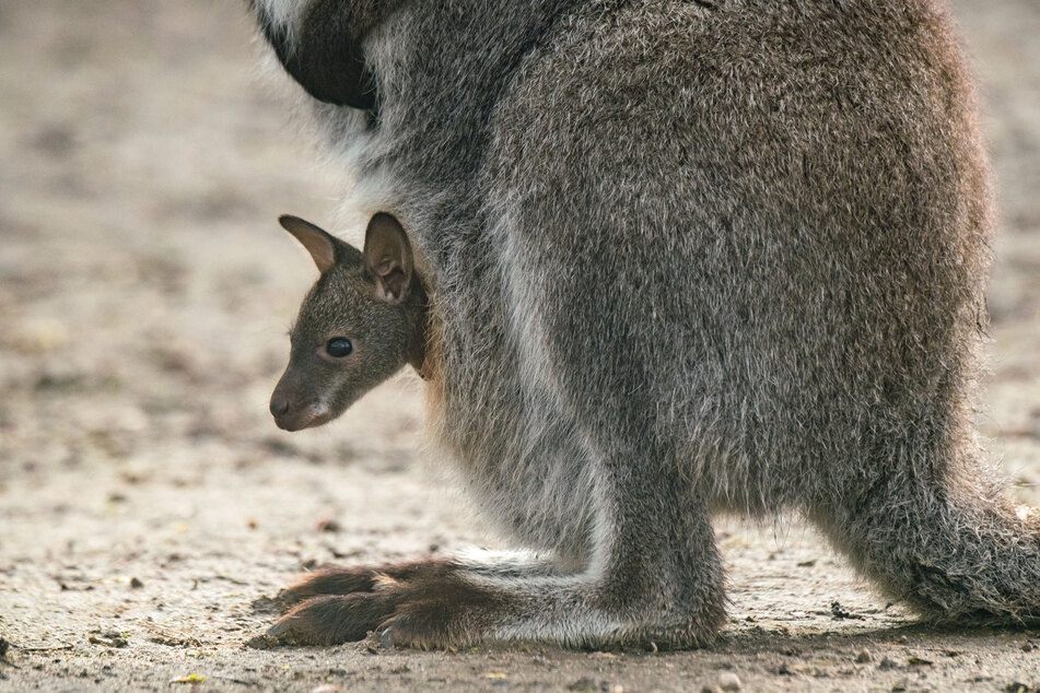 Ob es sich bei dem kleinen Bennett-Känguru um ein Männchen oder Weibchen handelt, wissen die Tierpfleger noch nicht.