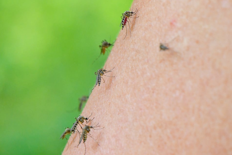 Die Tigermücken können zum Beispiel Dengue-, Chikungunya-, Zika- oder West-Nil-Viren übertragen.