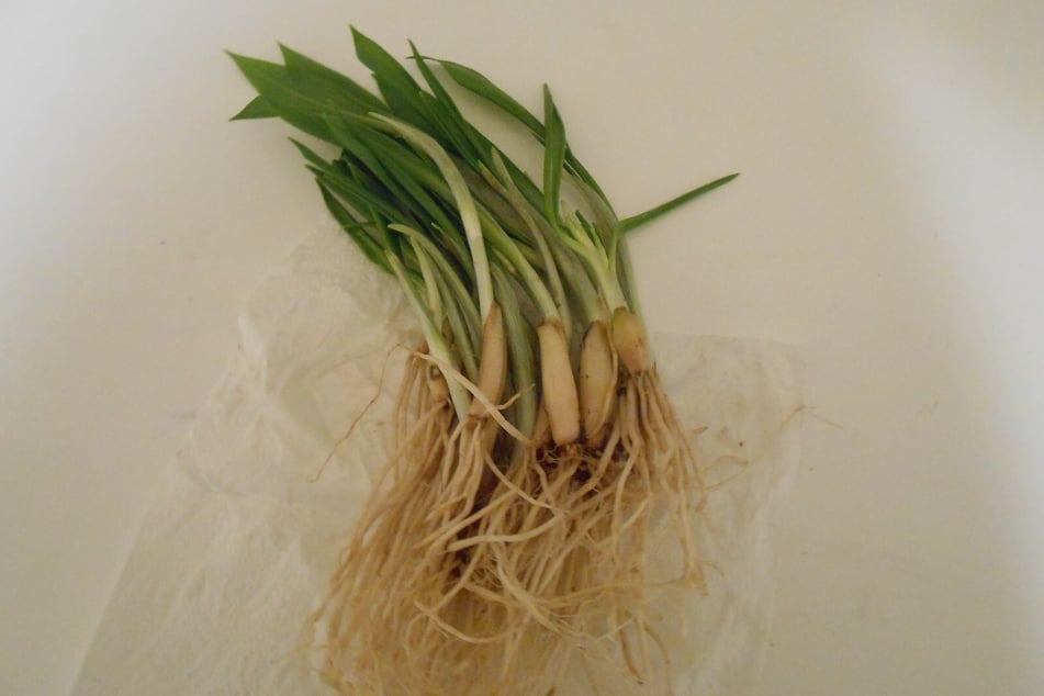 Begehrtes Wildgemüse: Frischer Bärlauch ist eine Delikatesse - mit den Knollen lassen sich vor allem in den Kaukasus-Regionen Russlands hohe Erlöse erzielen.