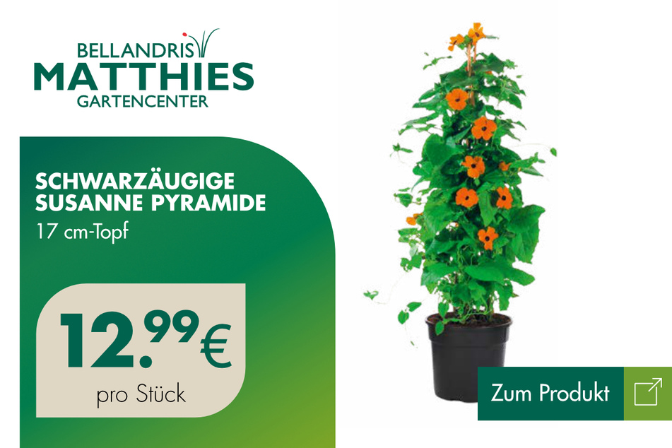 Schwarzäugige Susanne für 12,99 Euro