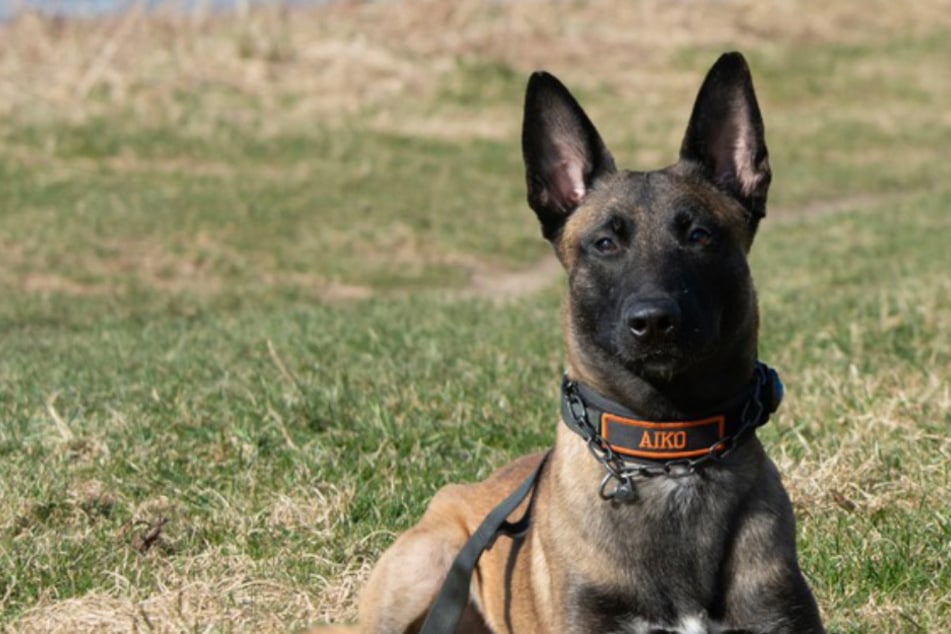 Köln: Polizeihund mit richtigem Riecher: An diesem Ort erschnüffelt "Aiko" feigen Verbrecher