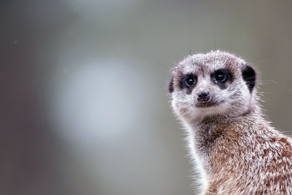 Ein Erdmännchen steht in seinem Gehege im Tierpark Hellabrunn. Hier machen Diebe auch von Spendenaktionen nicht Halt.