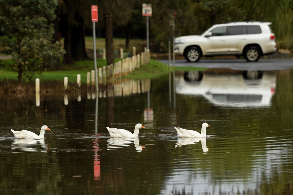 Gänse schwimmen über eine überflutete Straße in Richmond, nordwestlich von Sydney.