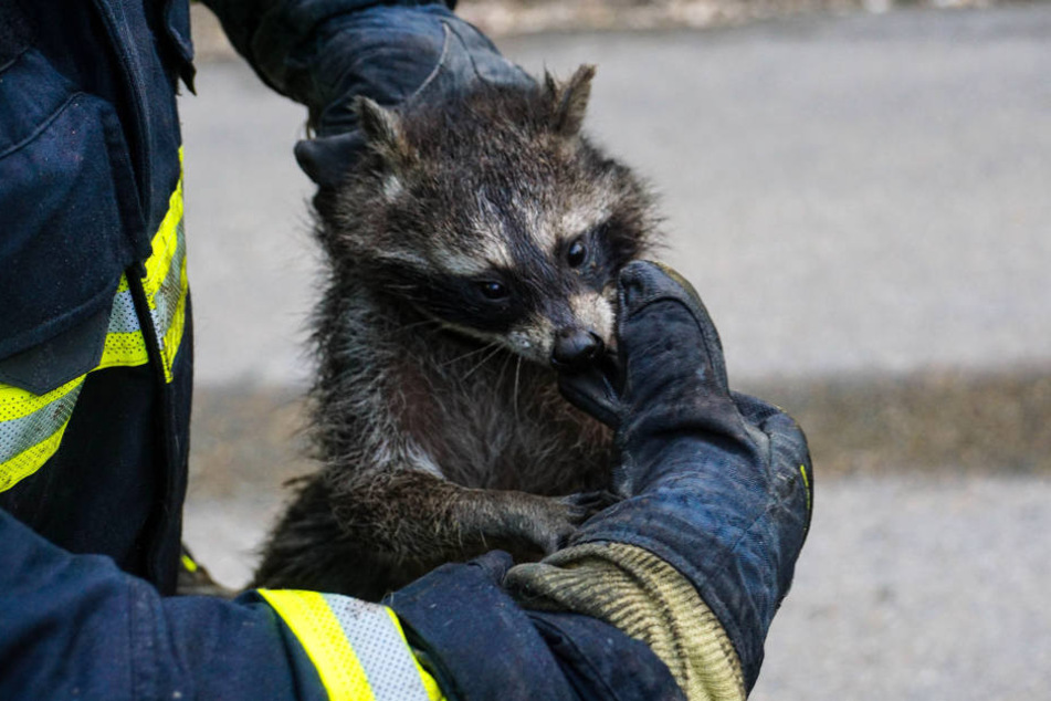 Das Tier blieb unverletzt und wurde einem Mitarbeiter des Tierparkes übergeben.