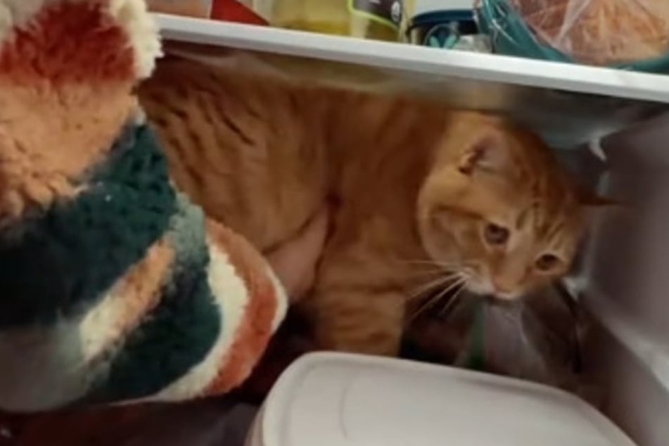 Bei brütender Hitze: Wo Frau ihre Katze findet, bringt Millionen zum Lachen