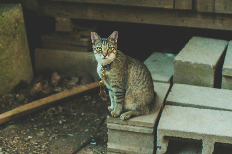 If your cat goes outside, good training can become incredibly useful.