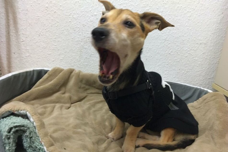 Da bekommt die kleine Gina die Schnauze vor Staunen gar nicht mehr zu.