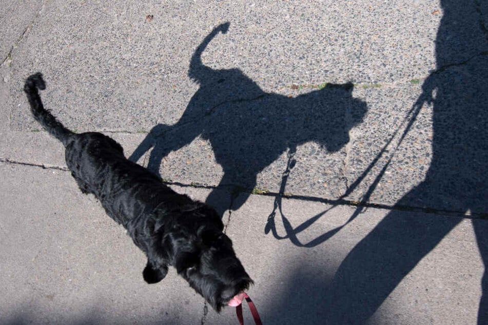 Mehr Hunde bedeuten auch mehr Hundekot. (Symbolbild)