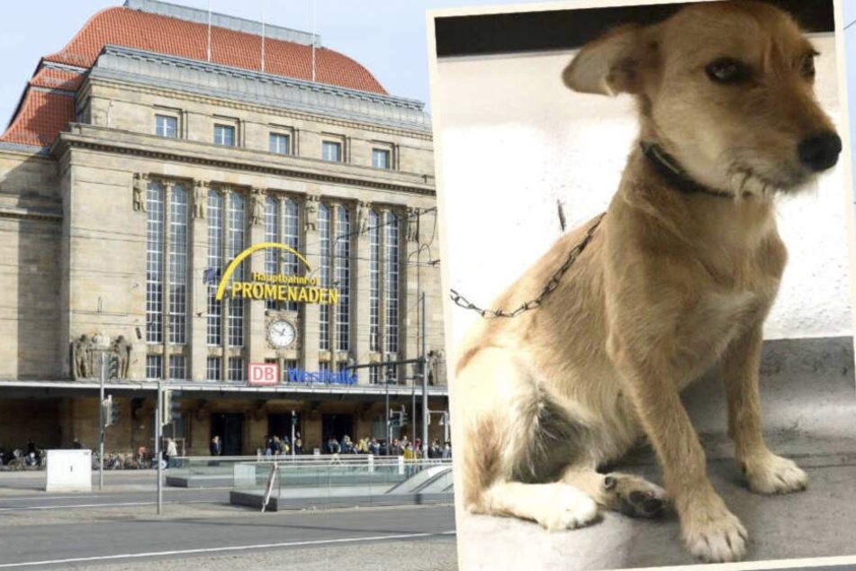 Eine Touristin fand Struppi vor ihrem Hotel unweit des Hauptbahnhofs.