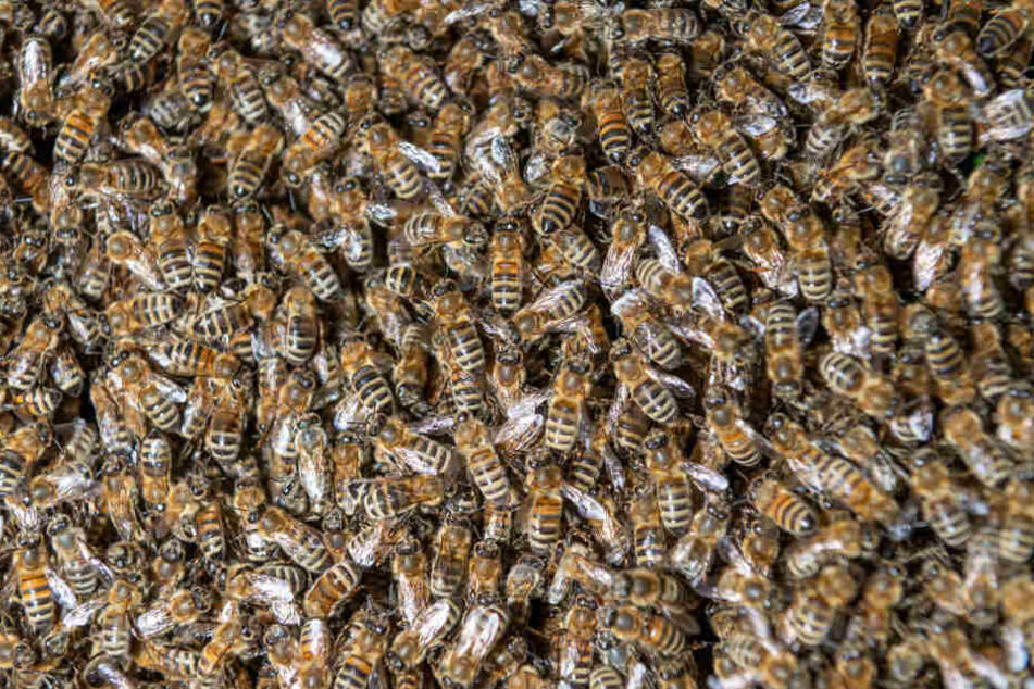 Die Amerikanische Faulbrut wird von Biene zu Biene übertragen.