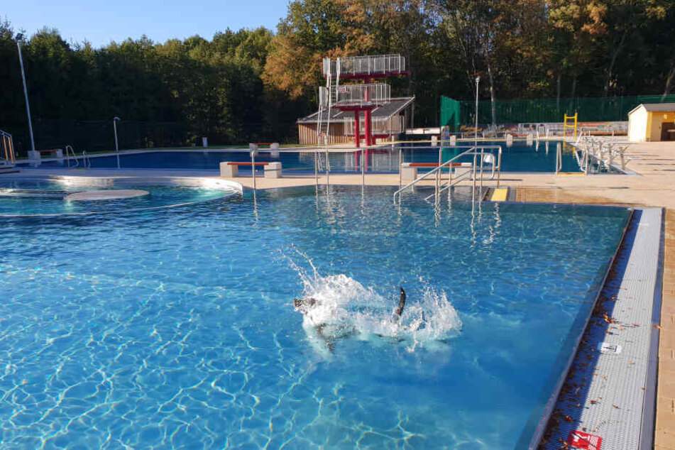 Beim Hundeschwimmen in Limbach-Oberfrohna können die Vierbeiner mal so richtig abtauchen.