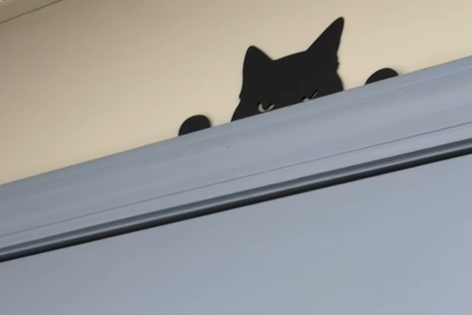 Der Border Collie kann die Augen nicht von dieser "Katze" lassen ...