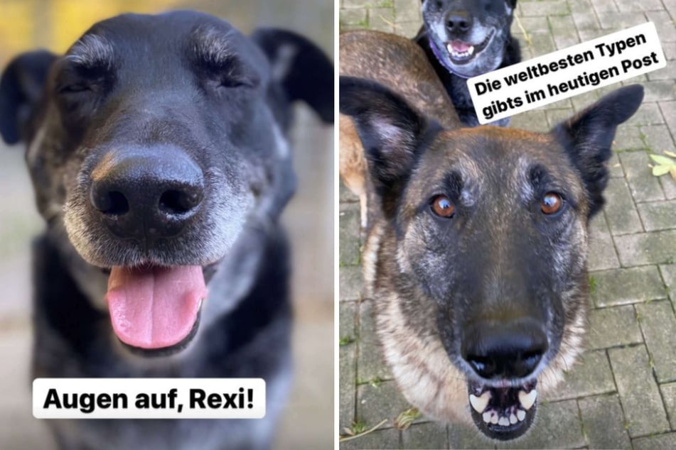 "Rexi" und "Vitez" suchen neue Besitzer. Die beiden Hunde wohnen aktuell im Tierheim in Köln-Dellbrück.