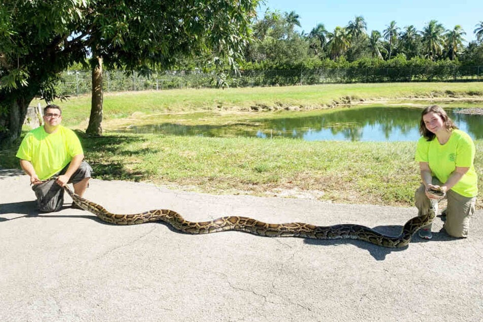 Diese Schlange misst über fünf Meter Länge.