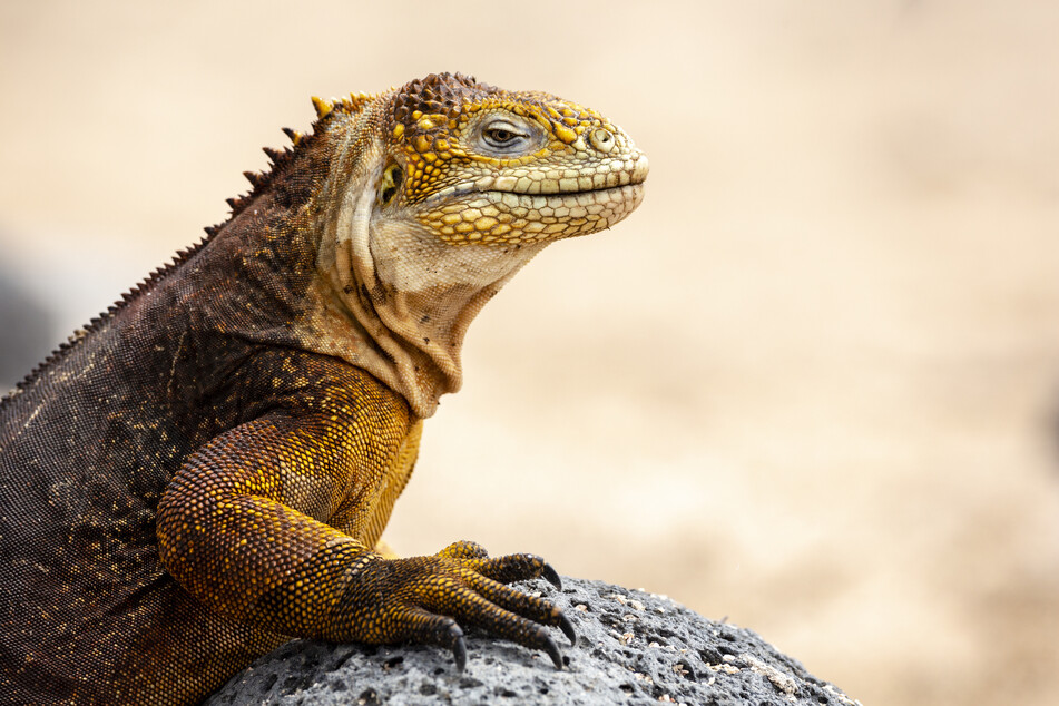 Ein Leguan in Ecuador. (Symbolbild)