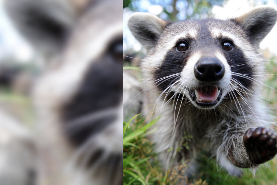 Die Waschbär-Population muss unbedingt beobachtet werden.