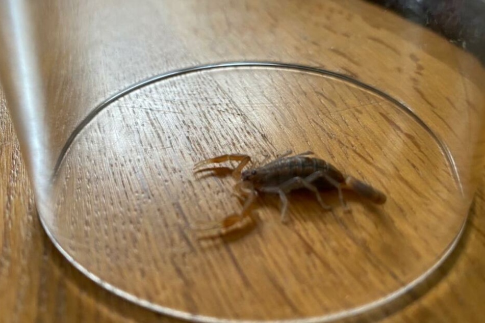 Dieser Skorpion befand sich im Reisegepäck eines Kölner Ehepaars nach der Rückreise aus Namibia.