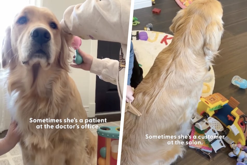 Whether she's a patient at the doctor's or a customer at the hairdresser's, Golden Retriever Nana is always up for a good time.