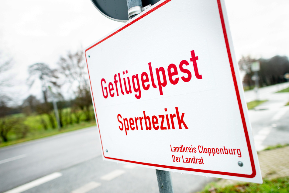Ein Schild mit der Aufschrift "Geflügelpest Sperrbezirk" steht an einer Straße im Landkreis Cloppenburg.
