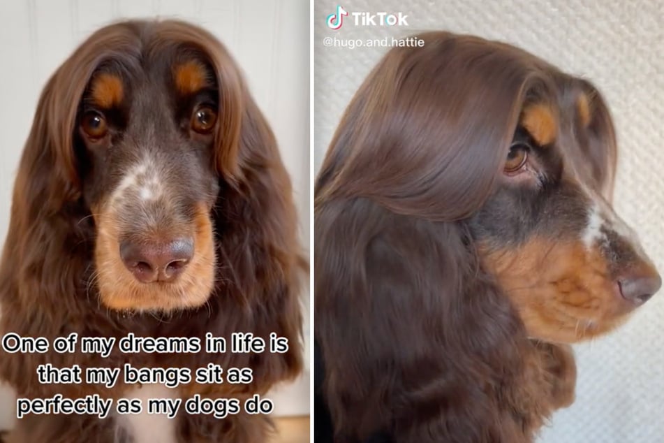 This doggo has got some super smooth shiny hair!
