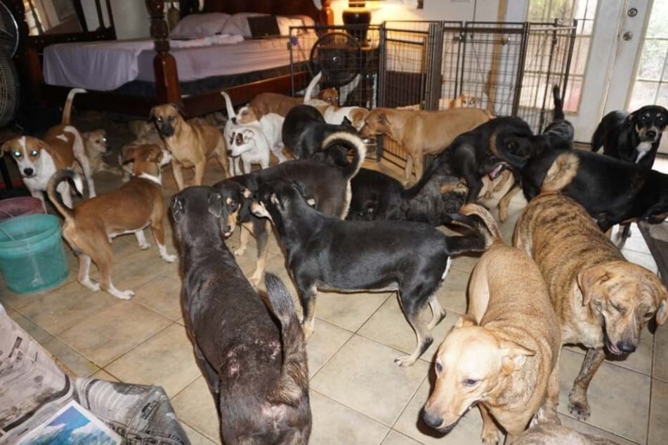 Chella Phillips zeigt die Hunde in ihrem Schlafzimmer im Internet.