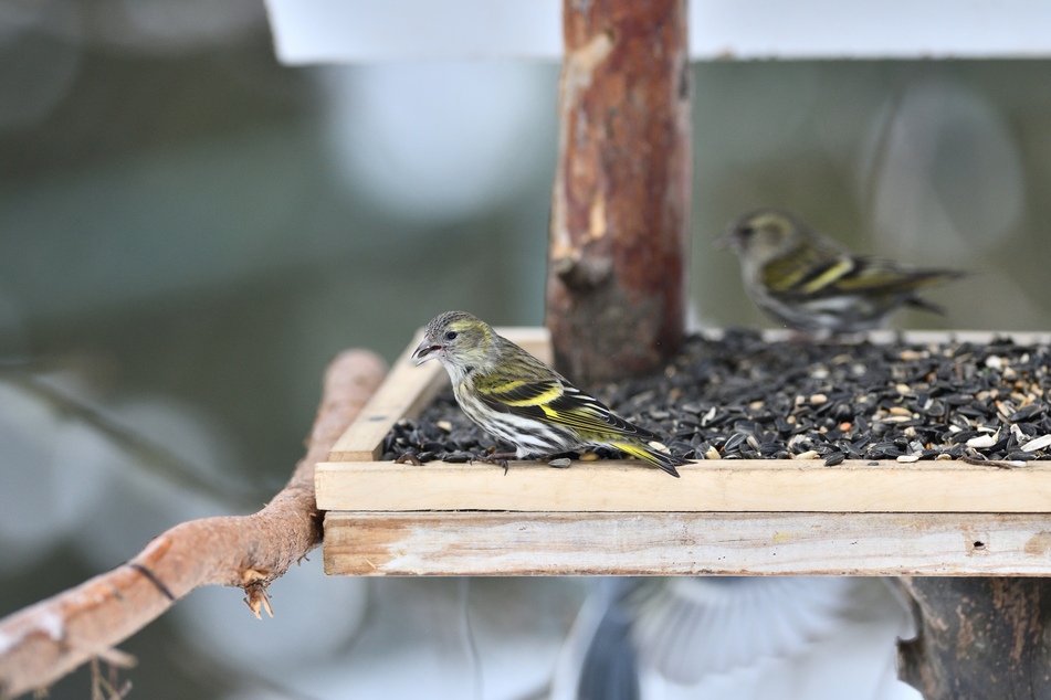 Wild songbirds, such as spine siskins (pictured) are linked to the recent salmonella outbreak (stock image).