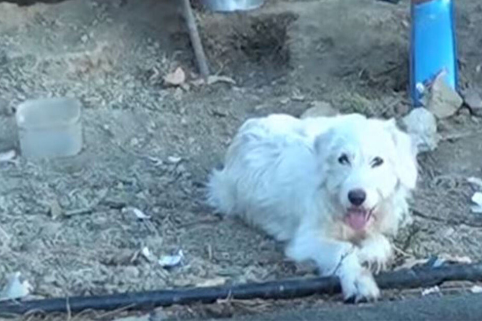 Der Hund ohne Namen wartet noch immer auf sein verstorbenes Herrchen.