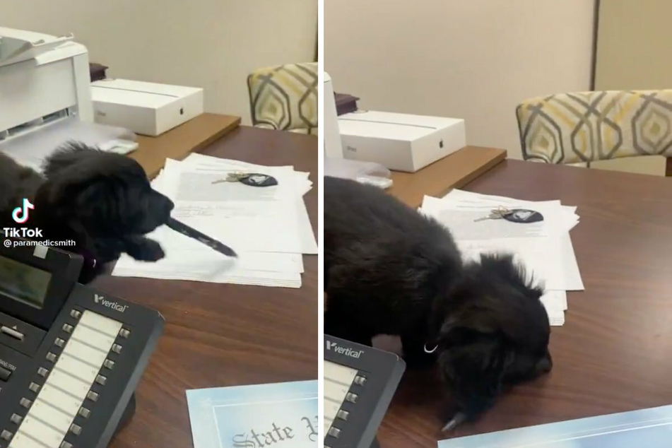 The puppy almost loses the pen, but she quickly recovers.