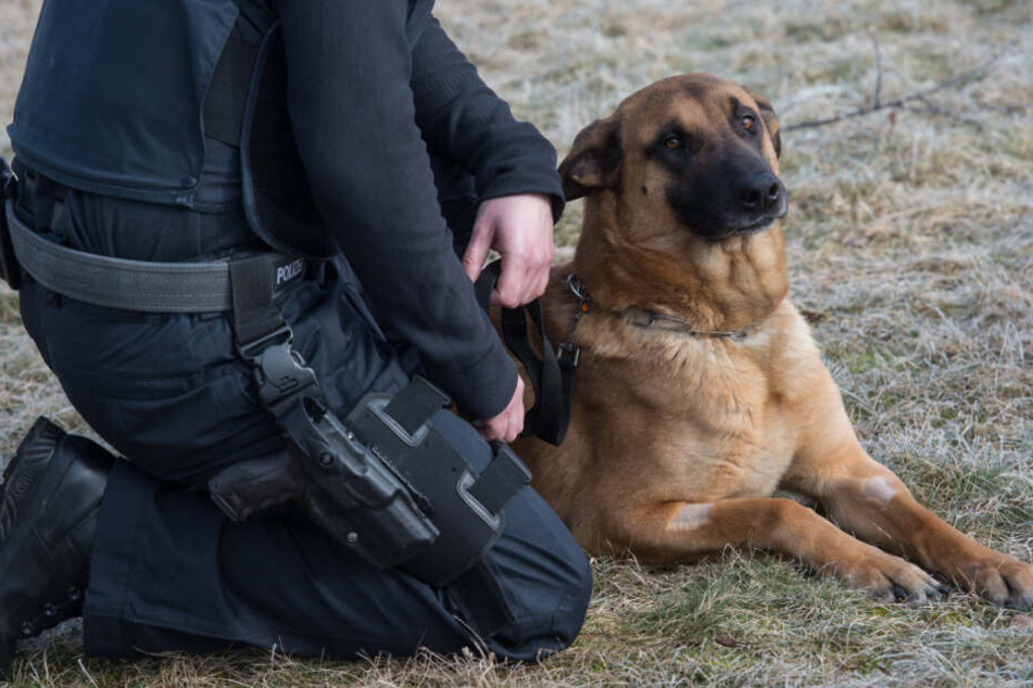 Der Hund schnupperte schnell die Umgebung ab (Symbolfoto).