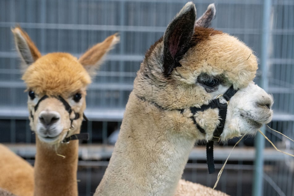 Alpakas gelten als sehr intelligente Tiere, die ähnlich wie Hunde auch als Therapietiere eingesetzt werden können. (Symbolbild)