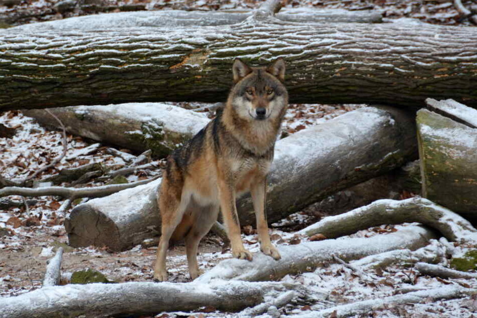Das Foto zeigt einen Wolf im Wildpark Knüll.