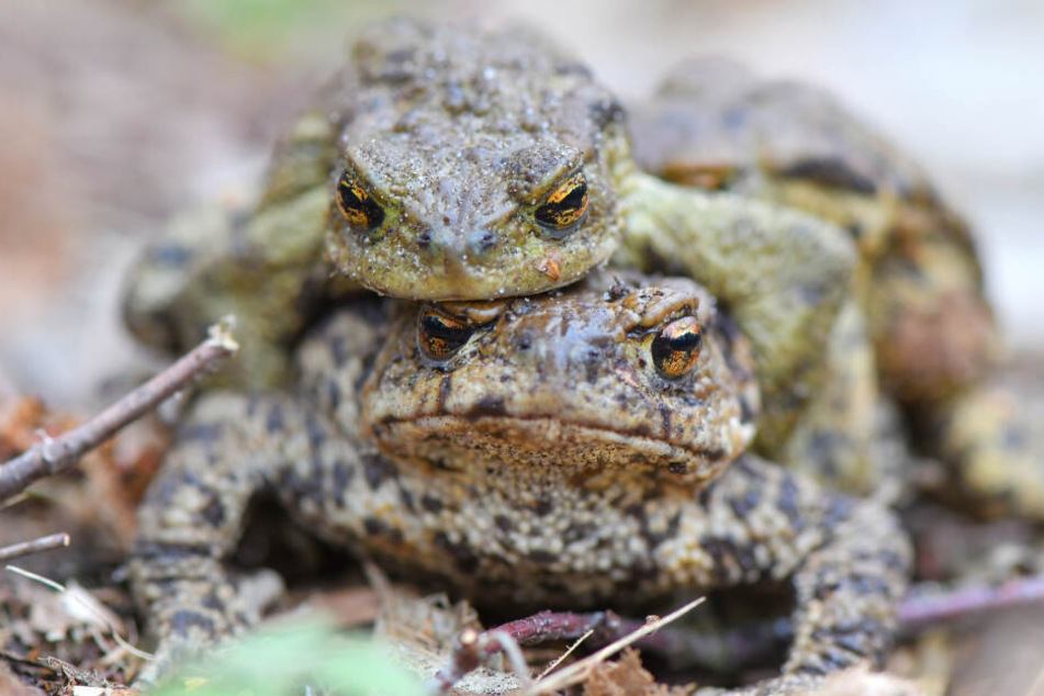 Aufgrund der milden Temperaturen gibt es bereits erste Krötenwanderungen in NRW (Archivbild).