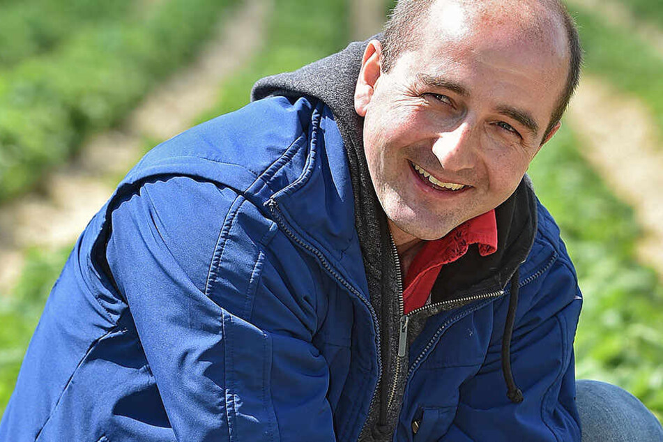 Obstbauer Robert Rüdiger (35) freut sich auf die Erdbeer-Ernte, doch noch sind die Früchte grün - werden erst Ende Mai pflückreif sein.