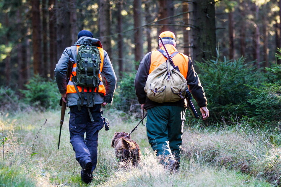 Bei Drückjagden im Sachsenforst treiben bis zu 200 Jäger - oft Privatpersonen - und Jagdhunde das Wild aus ihren Verstecken.