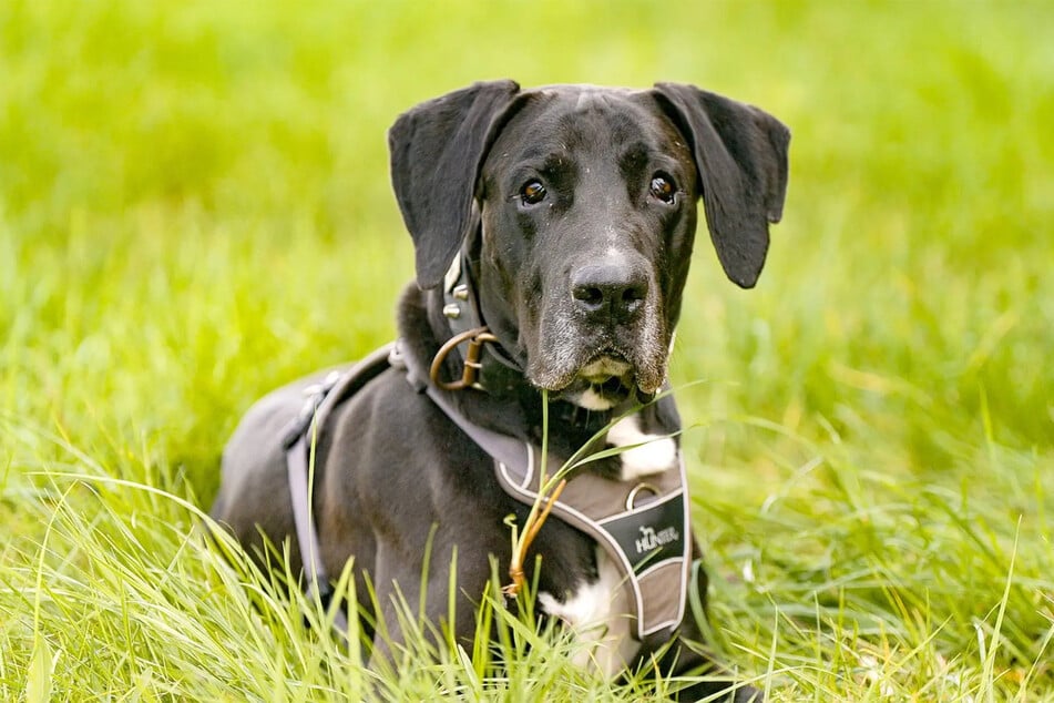 Dogge Zeus ist ein gemütlicher Zeitgenosse.