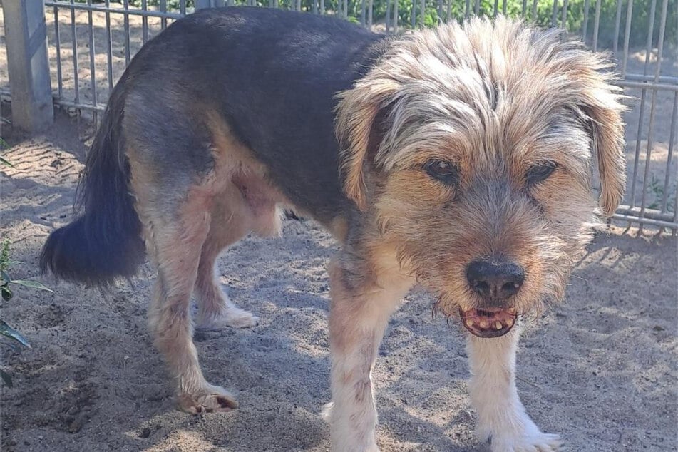 Der Hundeopa ist herzkrank und braucht dauerhaft Tabletten.