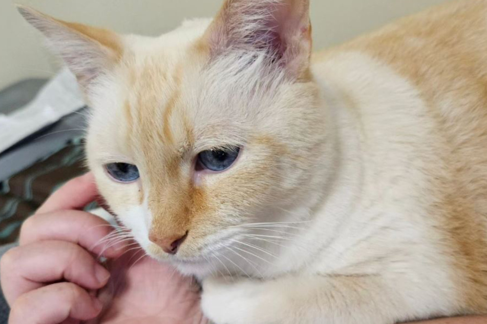 Caiman the cat's journey to the shelter may remain a mystery.
