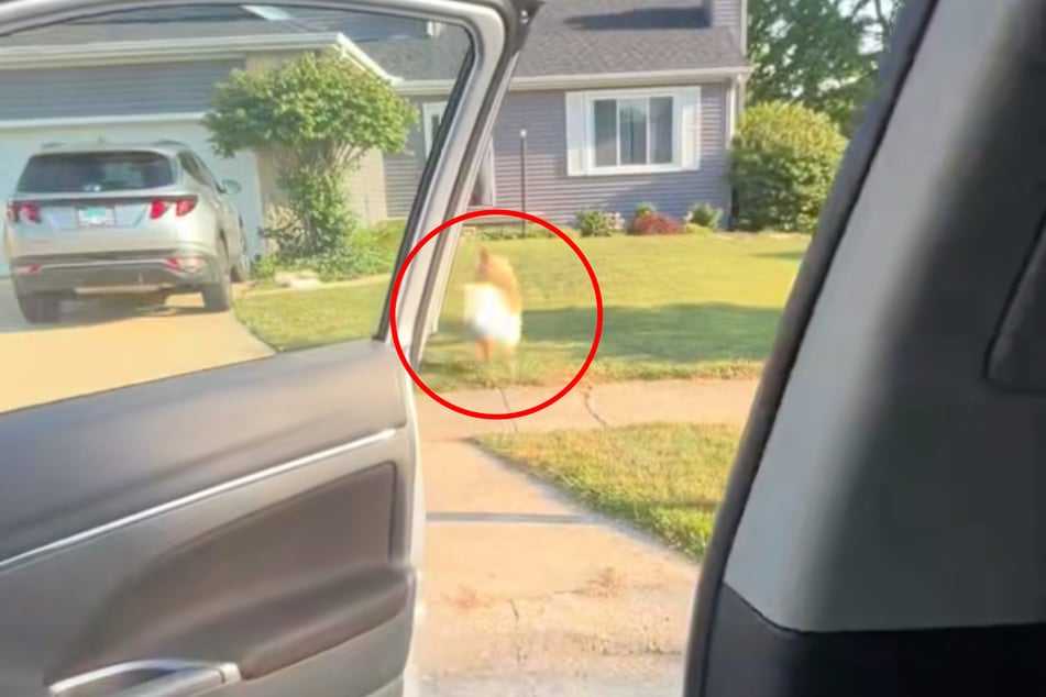 Golden Retriever Sully denkt nicht eine Sekunde nach, ob er beim Frauchen bleiben will. Schließlich wartet in dem Haus neben ihrer Mutter auch Golden Retriever Fletcher.