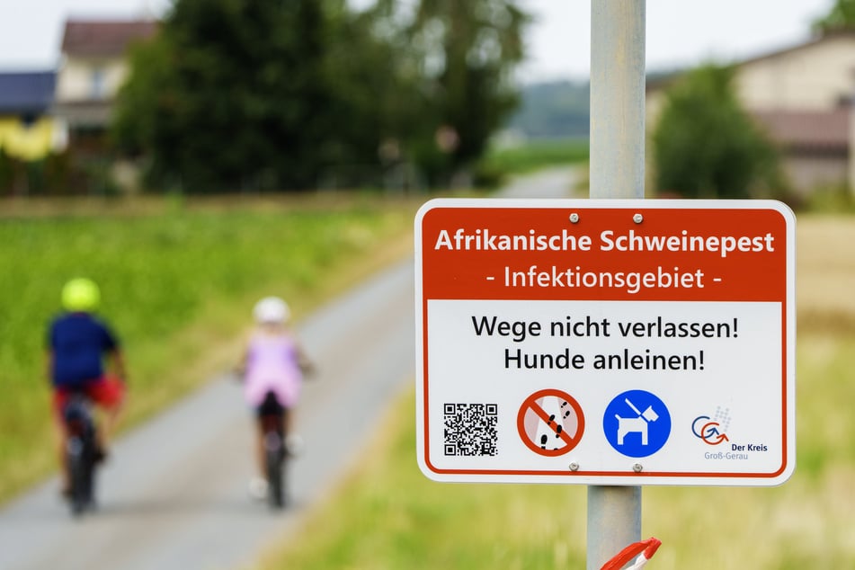 Rund um den Fundort des infizierten Tieres könnte es zu Sperrzonen kommen. (Symbolbild)