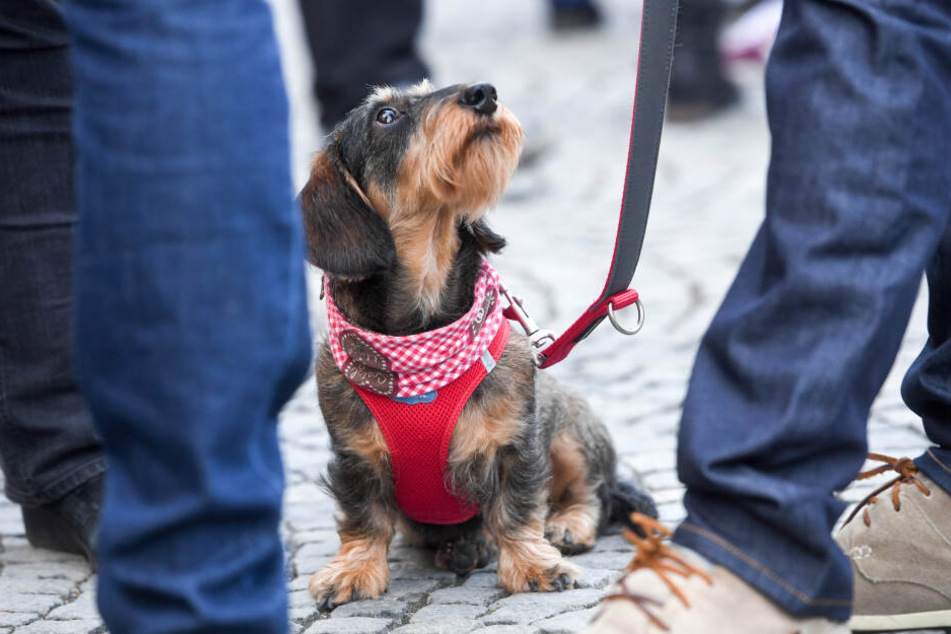Ein Rauhaar-Dackel warten mit einem Herrchen auf den Start der Parade in München.