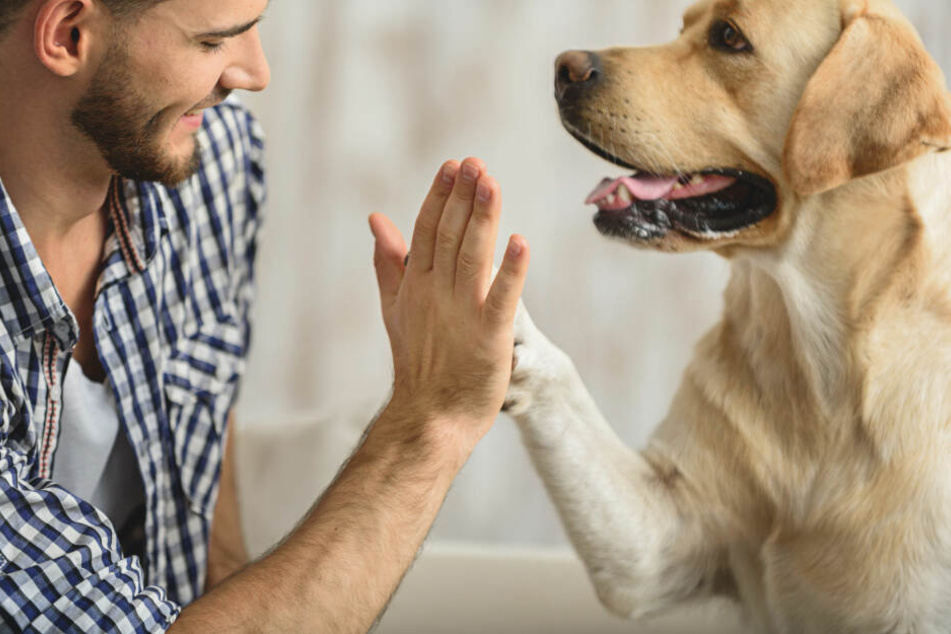 Hunde können keine Zuneigung vortäuschen - zum Glück!