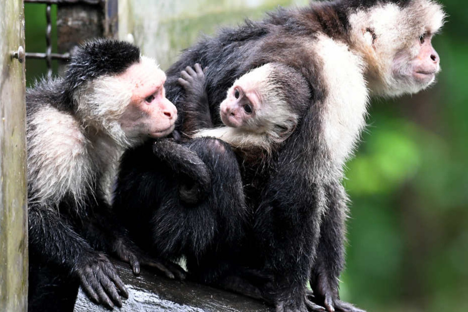 Mally (l) und Mutter Vanessa (r) zeigen im Serengeti-Park ihren Nachwuchs.