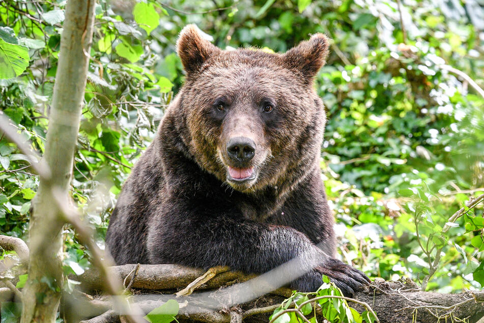 Auch ein Braunbär musste unter der Modernisierung leiden. (Symbolbild)