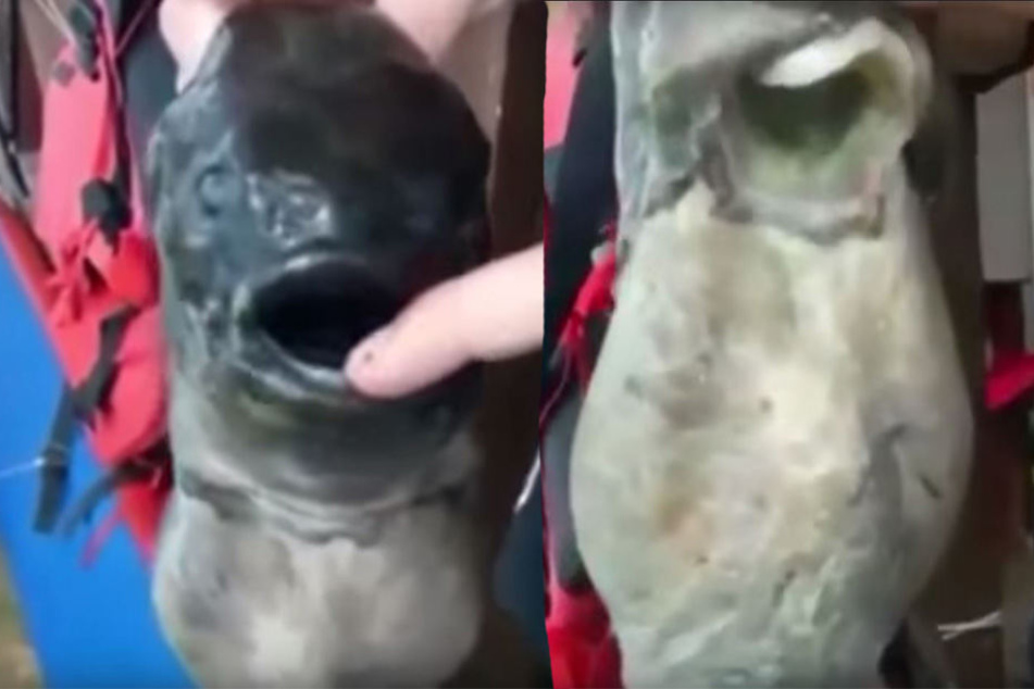 Der Fisch hat scheinbar zwei Münder, einen im Gesicht, einen am Hals.