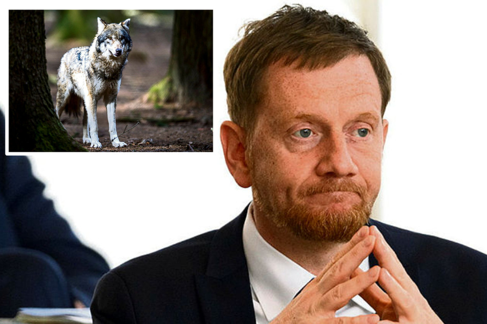 Offener Brief an MP Kretschmer: Sächsische Verbände wollen Wolfs-Abschuss