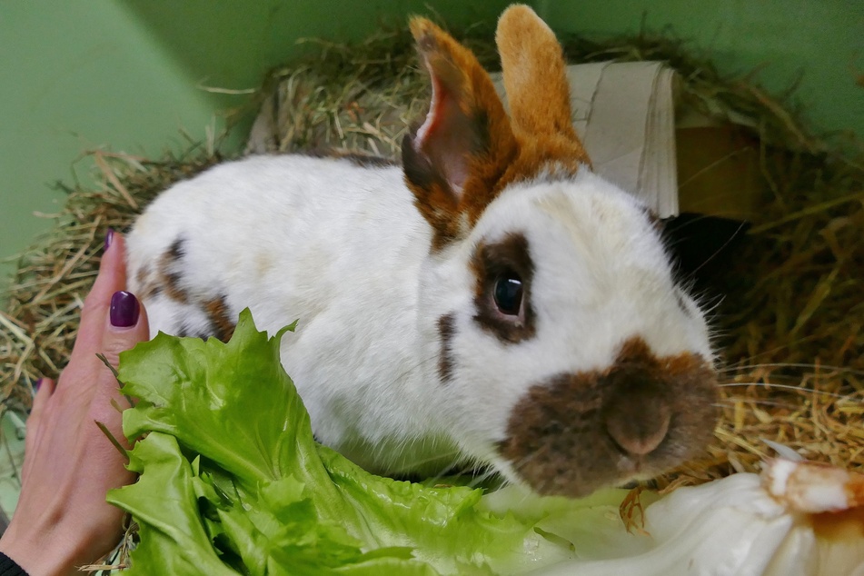 Kaninchen Pascal hat nur noch ein halbes Ohr - was hat ihn so zugerichtet?