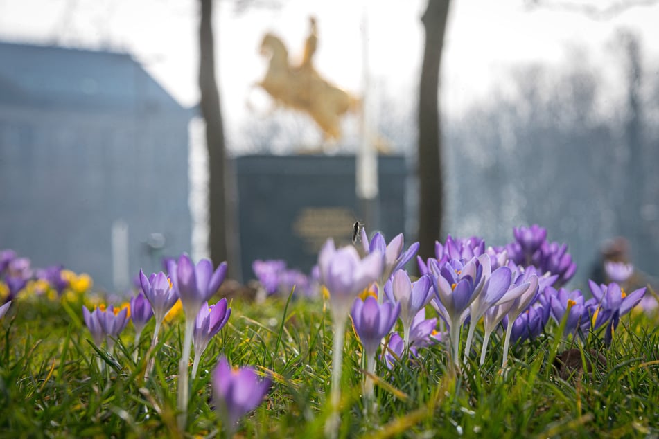 Genieße den Neustädter Frühling ihm Goldenen Reiter in Dresden.
